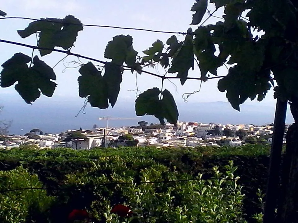 Una vite con i grappoli e, sullo sfondo, Anacapri